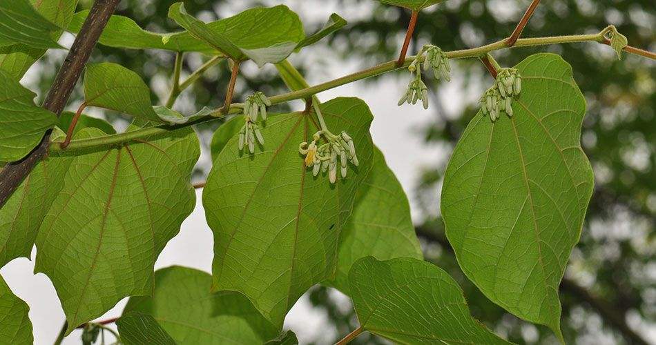  p>瓜木(学名: i>alangium platanifolium /i> (sieb. et zucc.