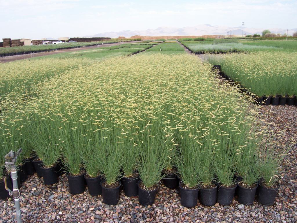 bouteloua gracilis (h. b. k.) lag.. ex steud