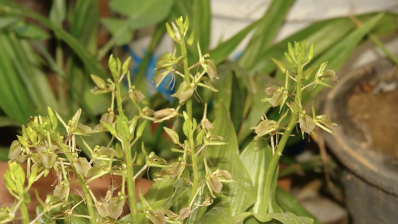  p>宽叶羊耳蒜(学名:liparis latifolia lindl.