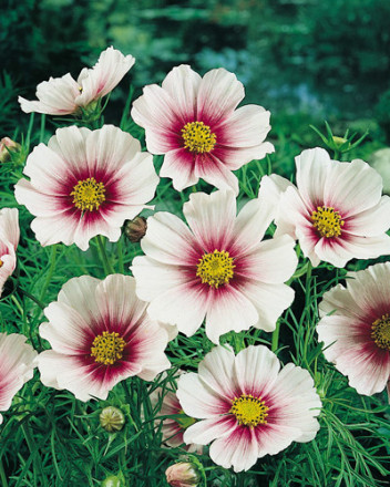 夏之梦波斯菊Day Dream Cosmos