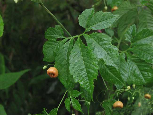  p>雪胆属,多年生攀援草本,花雌雄异株,聚伞总状花序至圆锥花序,腋生