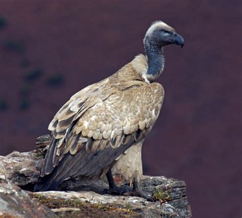  p>南非兀鹫(学名: i>gyps coprotheres /i>):是鹰科,兀鹫属鸟类.