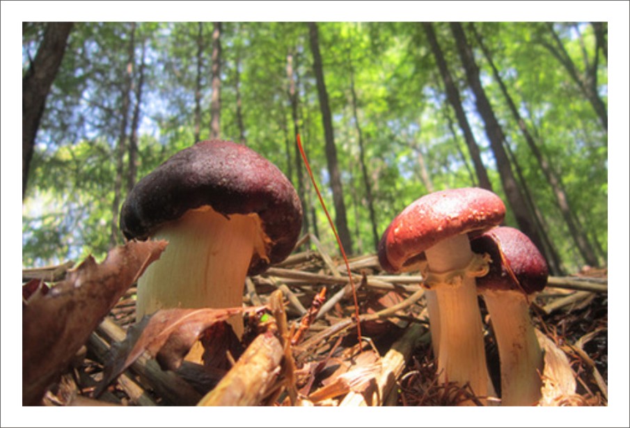  p data-id="go0hlk2xdi">泓森槐,属 a targe