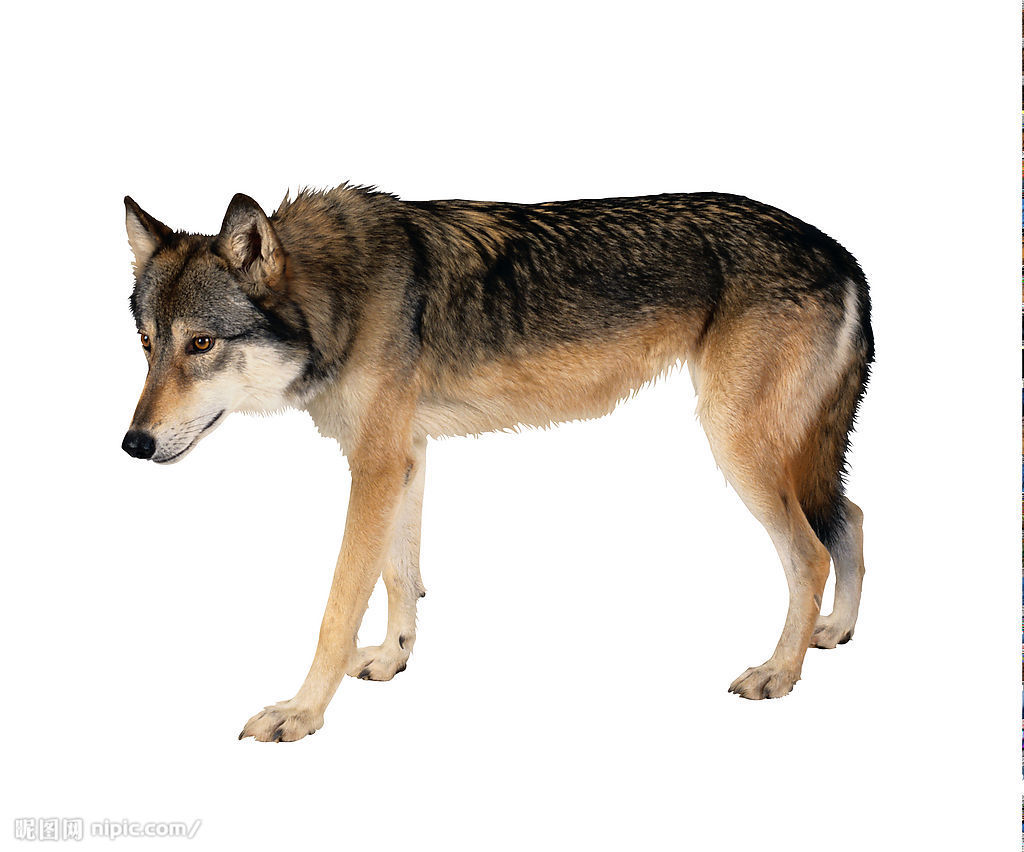 cv狼狗(cv狼狗为什么退圈)