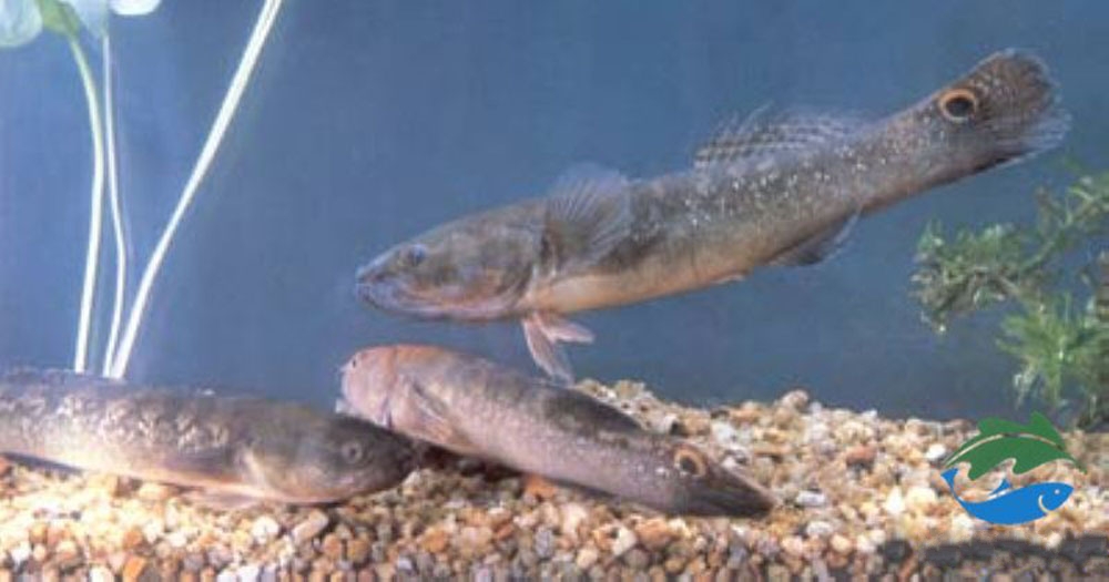  p>斑尾刺鰕虎鱼, i>acanthogobius elongata  /i>(fang,1942),鰕鯱鱼