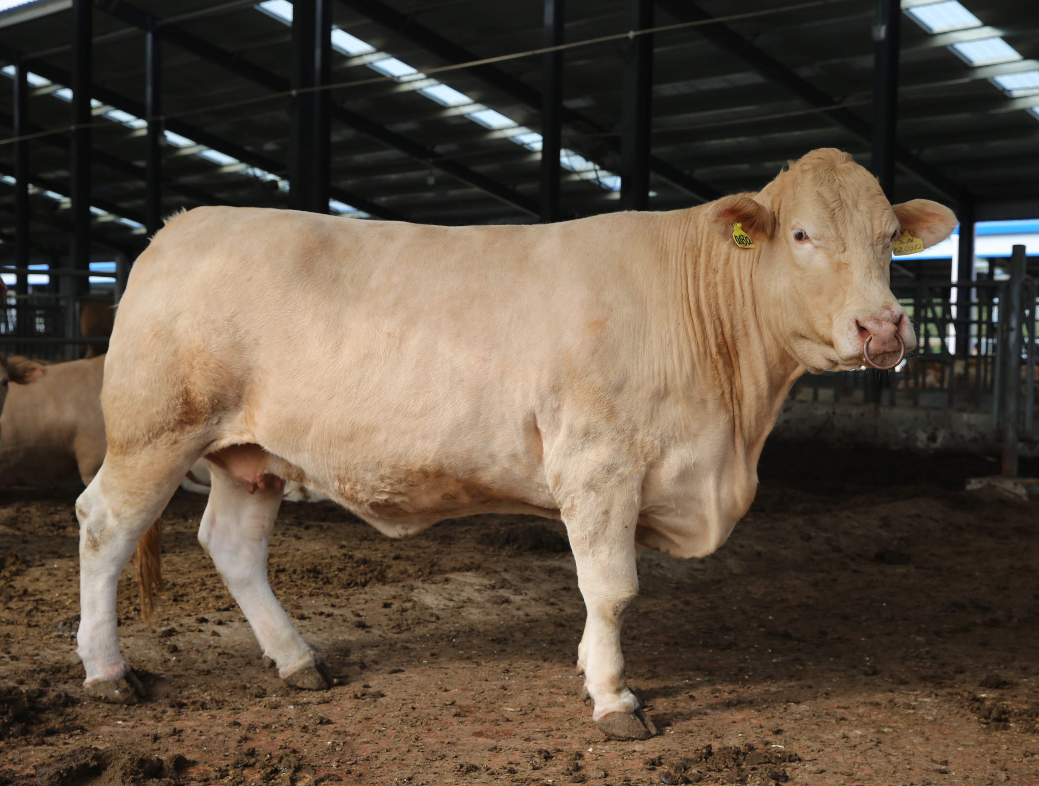 横交固定和自群繁育三个阶段,开放式育种方法培育而成的肉用牛新品种