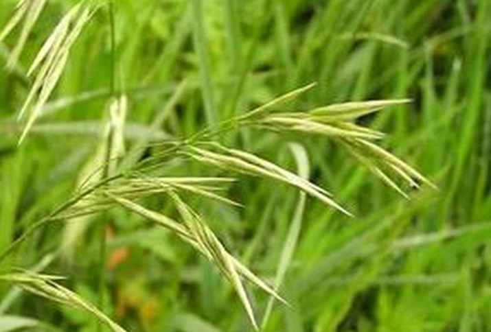  p>无芒雀麦(学名: i>bromus inermis /i> leyss.