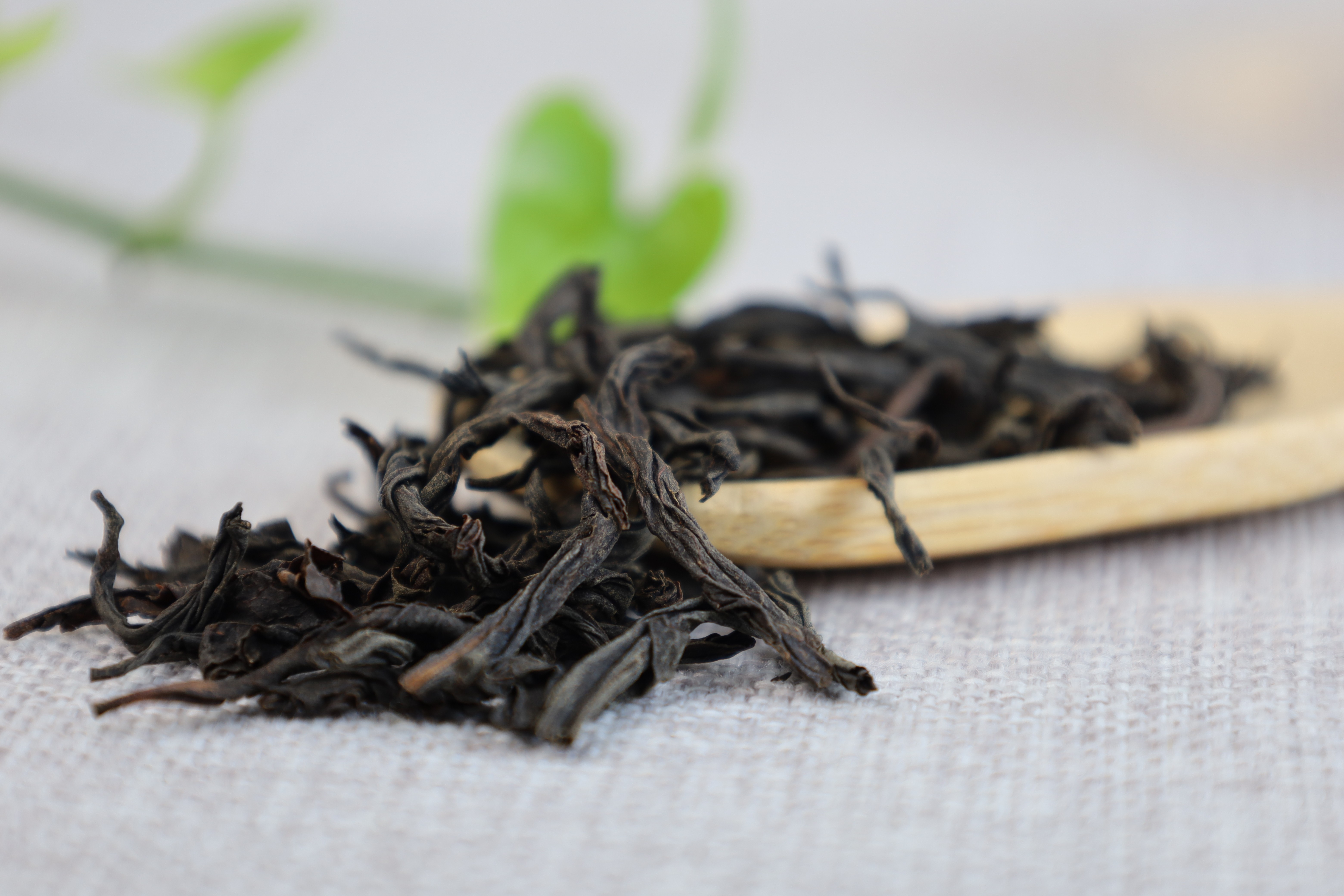 坦洋工夫茶