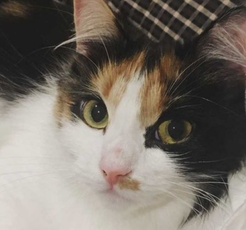 传闻中不可抵挡的三花猫魅力_百科TA说