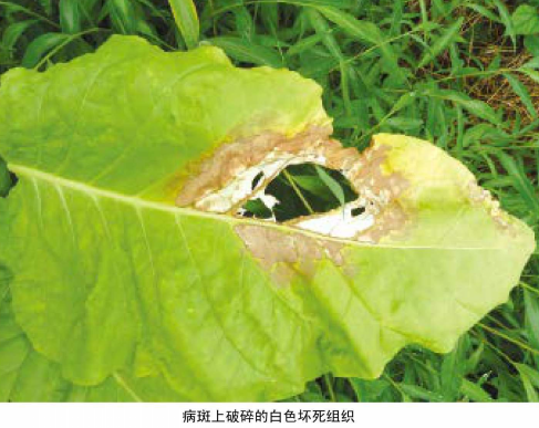 烟草靶斑病