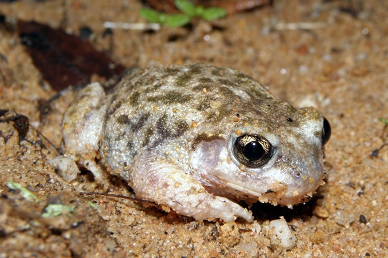 其舌头相对较短,为圆盘状不能伸出,故名.