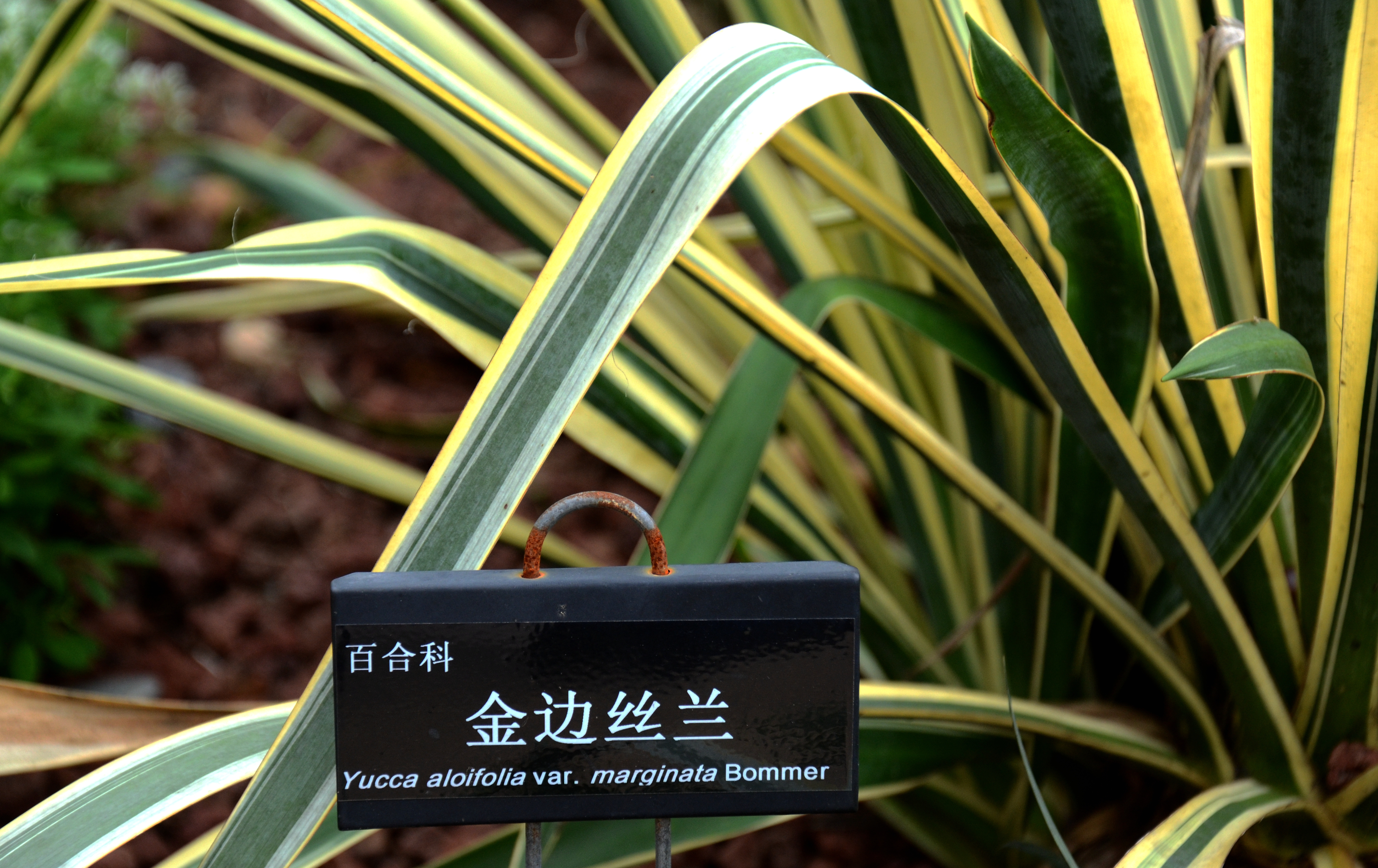 金边丝兰