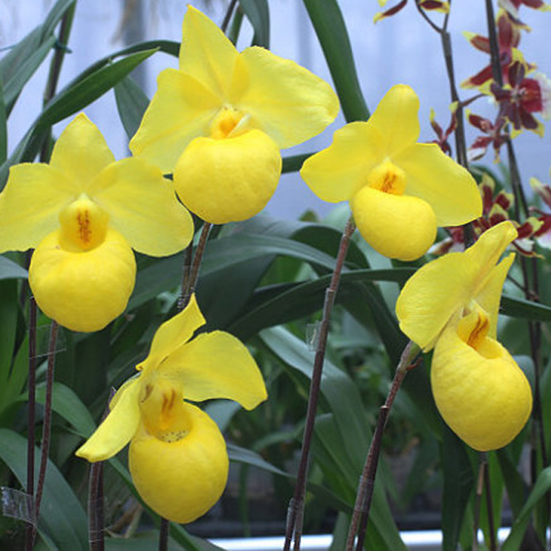 浅黄兜兰新变种