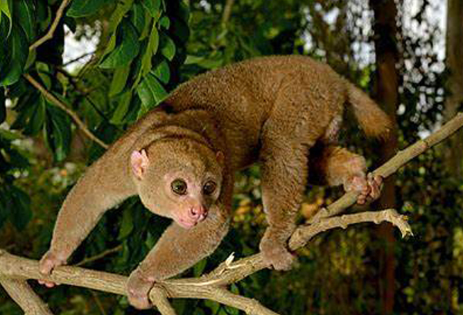  p>西非树熊猴(学名: i>perodicticus potto /i>):是灵长目,懒猴科