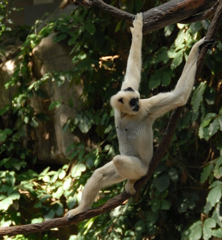 western black crested gibbon