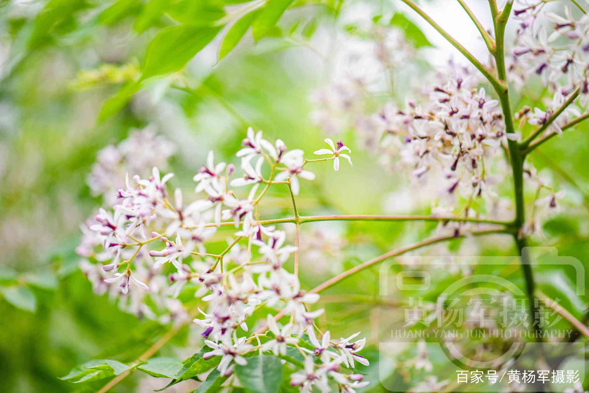 苦楝树花开的清新美，春日赣南乡村熟悉的景色_百科TA说