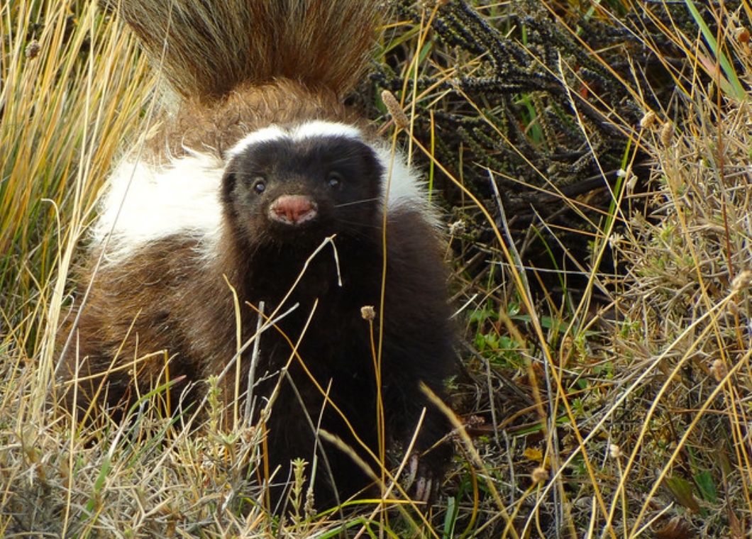 巴塔哥尼亚獾臭鼬