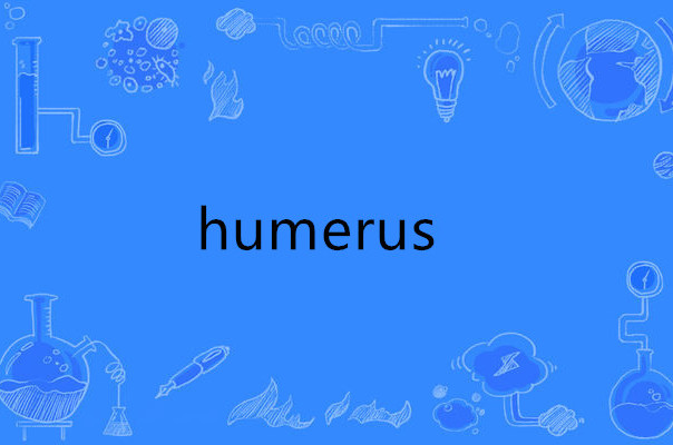 humerus
