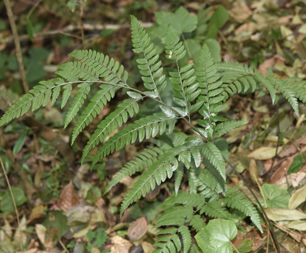  p>尾叶复叶耳蕨(学名: i>arachniodes caudifolia /i>  ching &amp