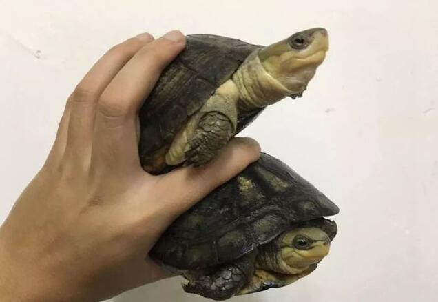  p>周氏闭壳龟(学名: i>cuora zhoui /i>)是龟科,闭壳龟属动物.