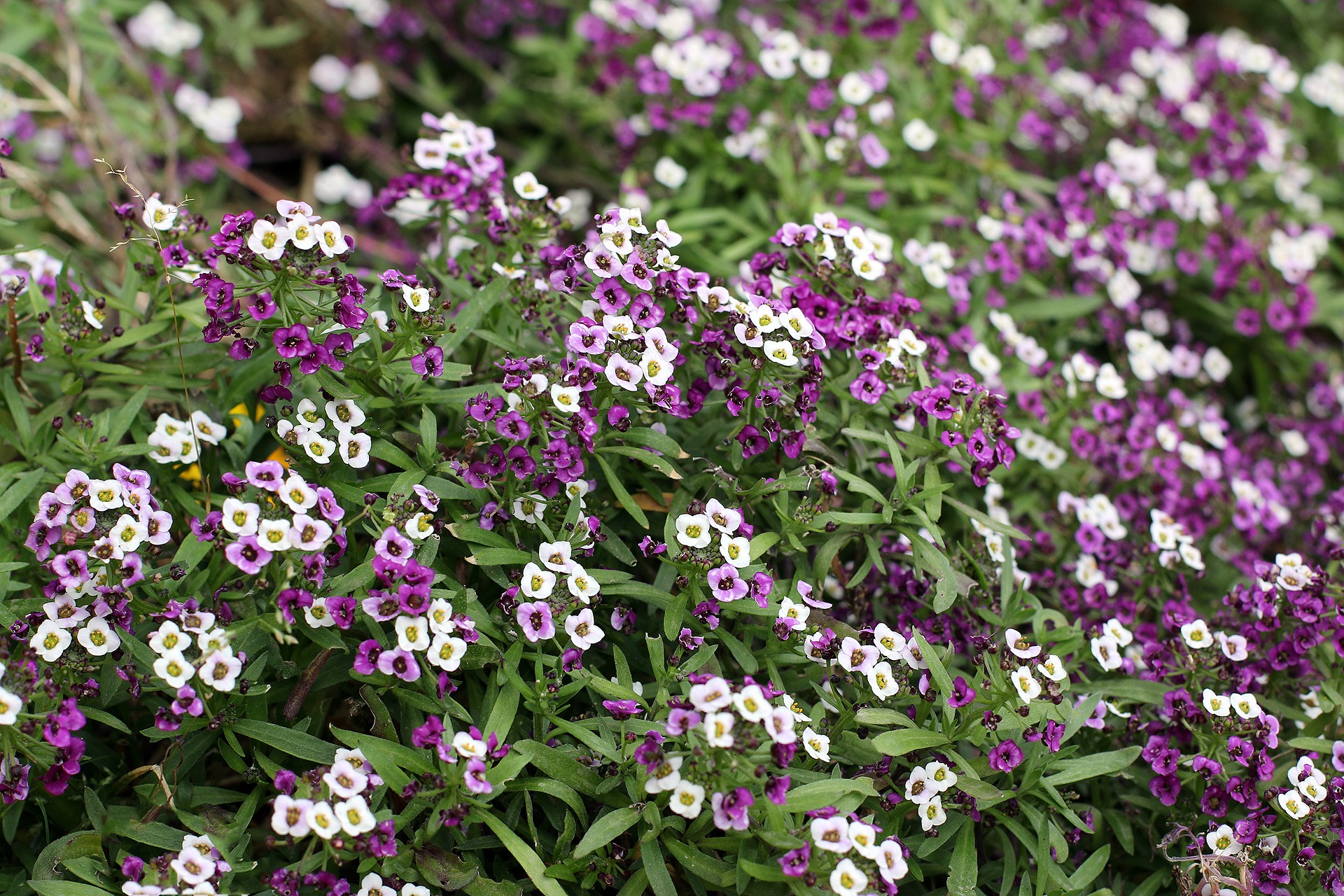  p>香雪球(学名: i>lobularia maritima /i> (linn.) desv.