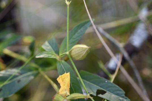 Ludwigia caparosa_百度百科