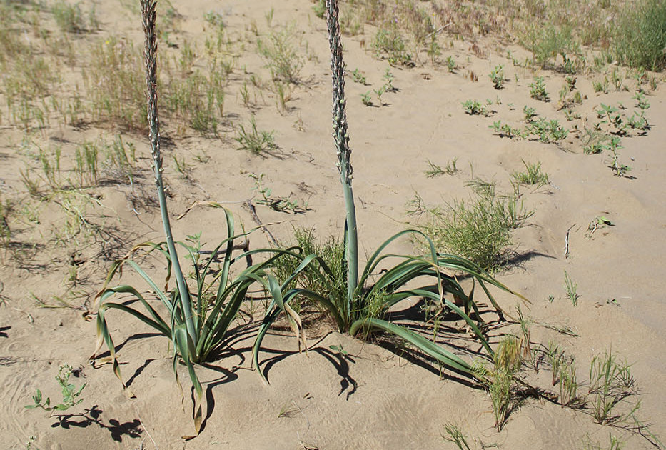  p>粗柄独尾草(学名: i>eremurus inderiensis /i> (m. bieb.