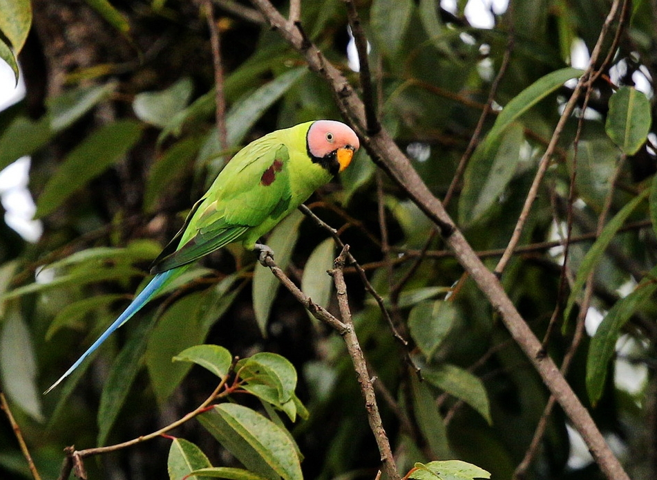 roseata /i>)是中型 a target="_blank" href="/item/鸟类">鸟类 a>>