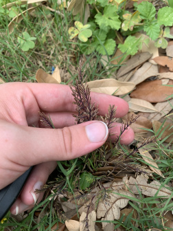 Catapodium rigidum_百度百科