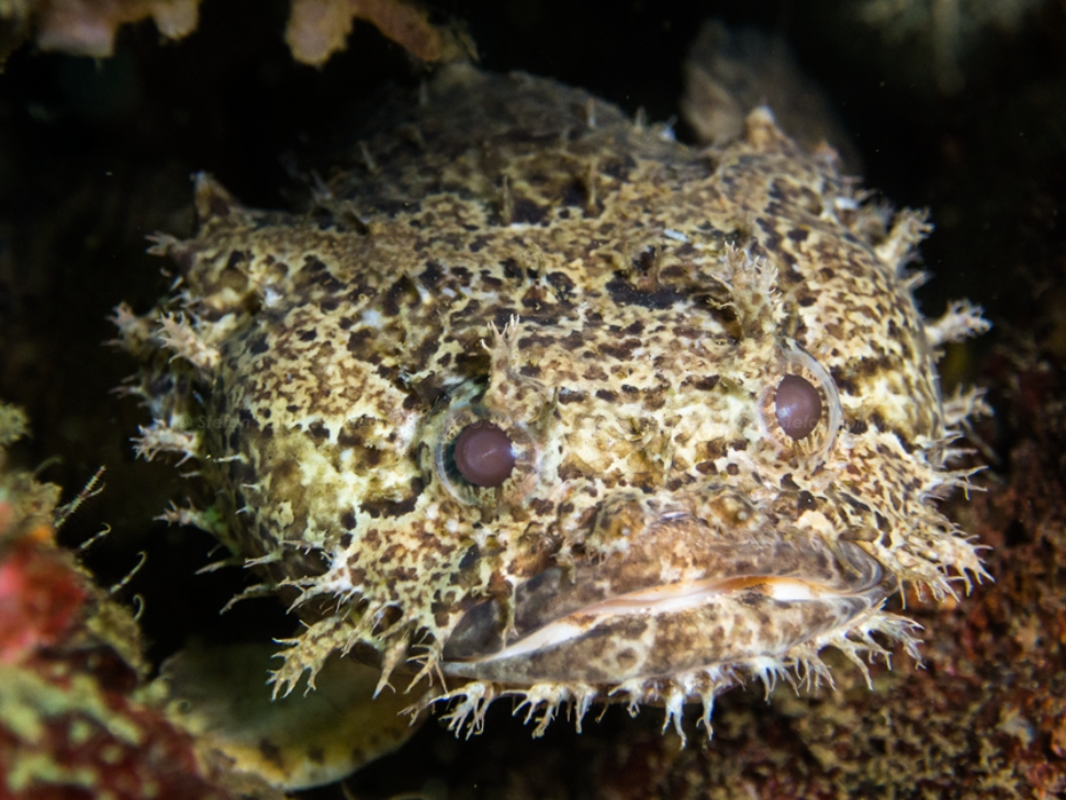  p data-id="tpdqrpr5elln">蟾鱼科(学名:batrachoididae)是辐鳍鱼纲