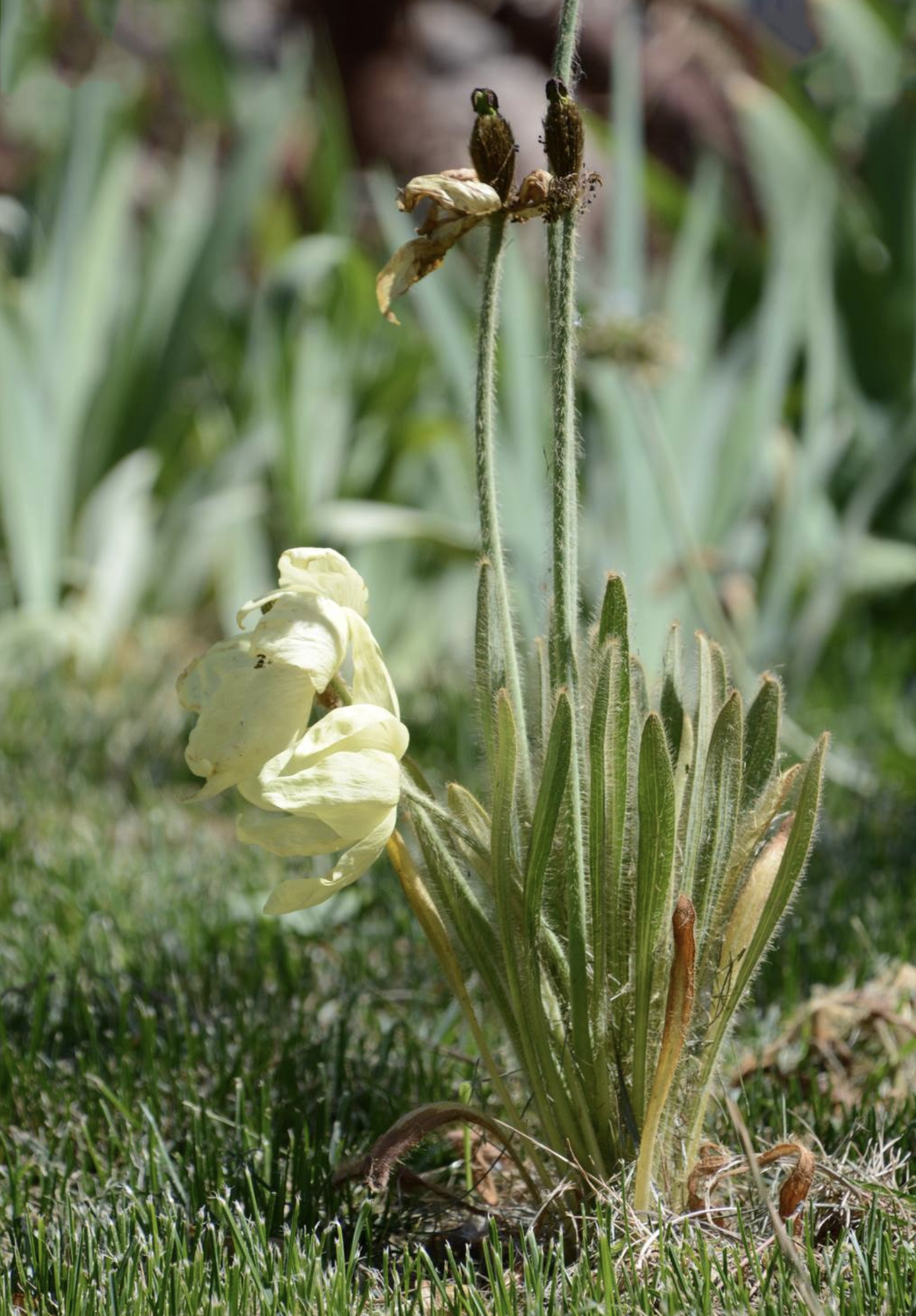  p>全缘叶绿绒蒿(学名: i>meconopsis integrifolia /i> (maxim.