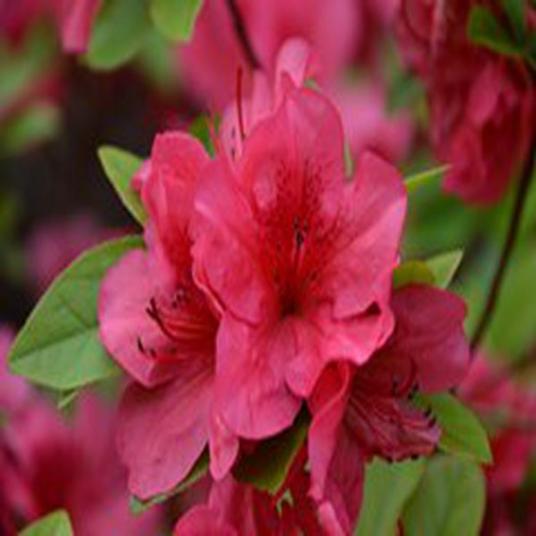 Rhododendron 'Girard's Crimson'_百度百科
