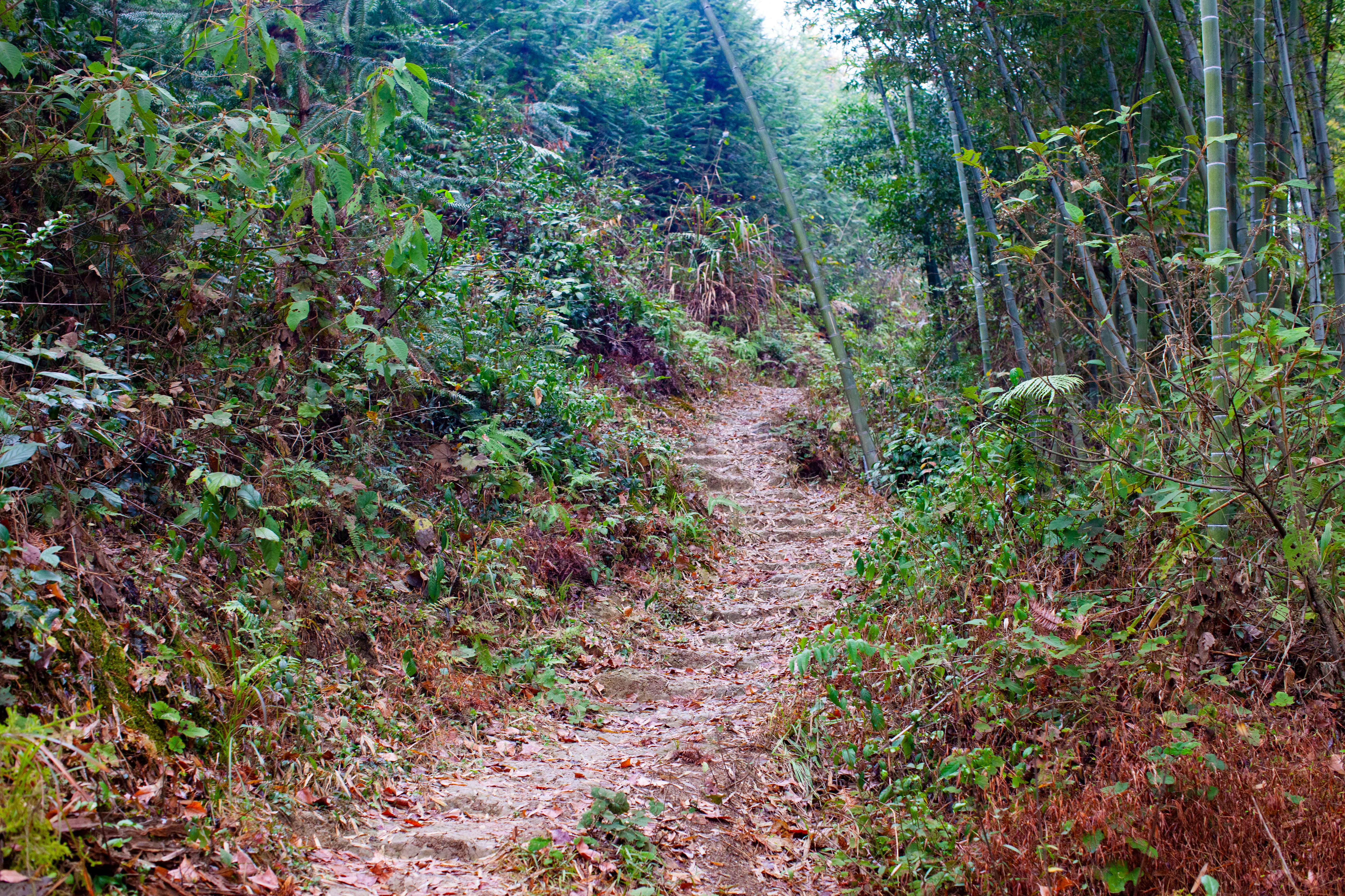 山路村