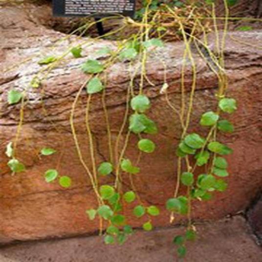 Capparis spinosa var. inermis_百度百科