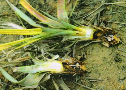 href="/item/菠萝/220259" data-lemmaid="220259">菠萝 /a>的病害