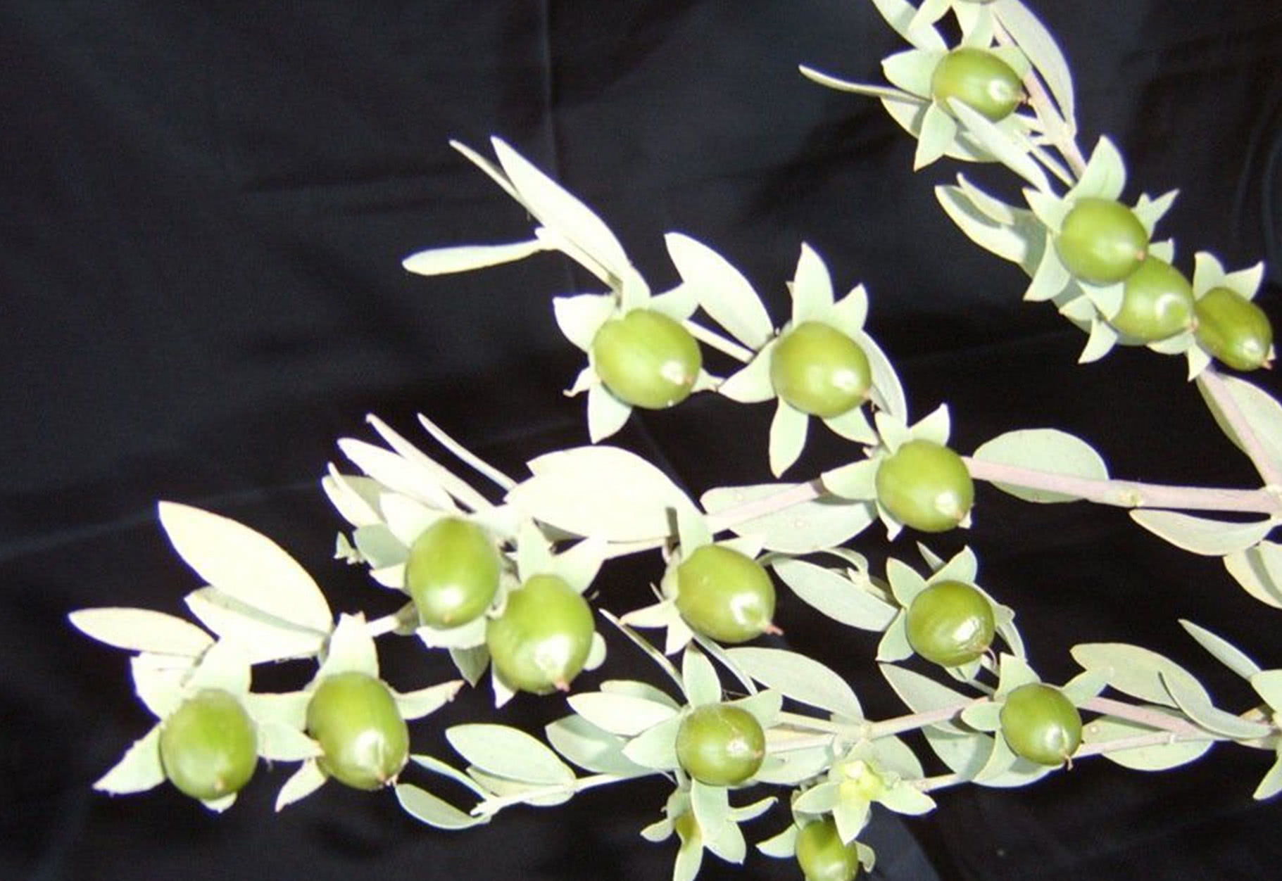  p data-id="gnwtyh3jcm">霍霍巴又名西蒙德木