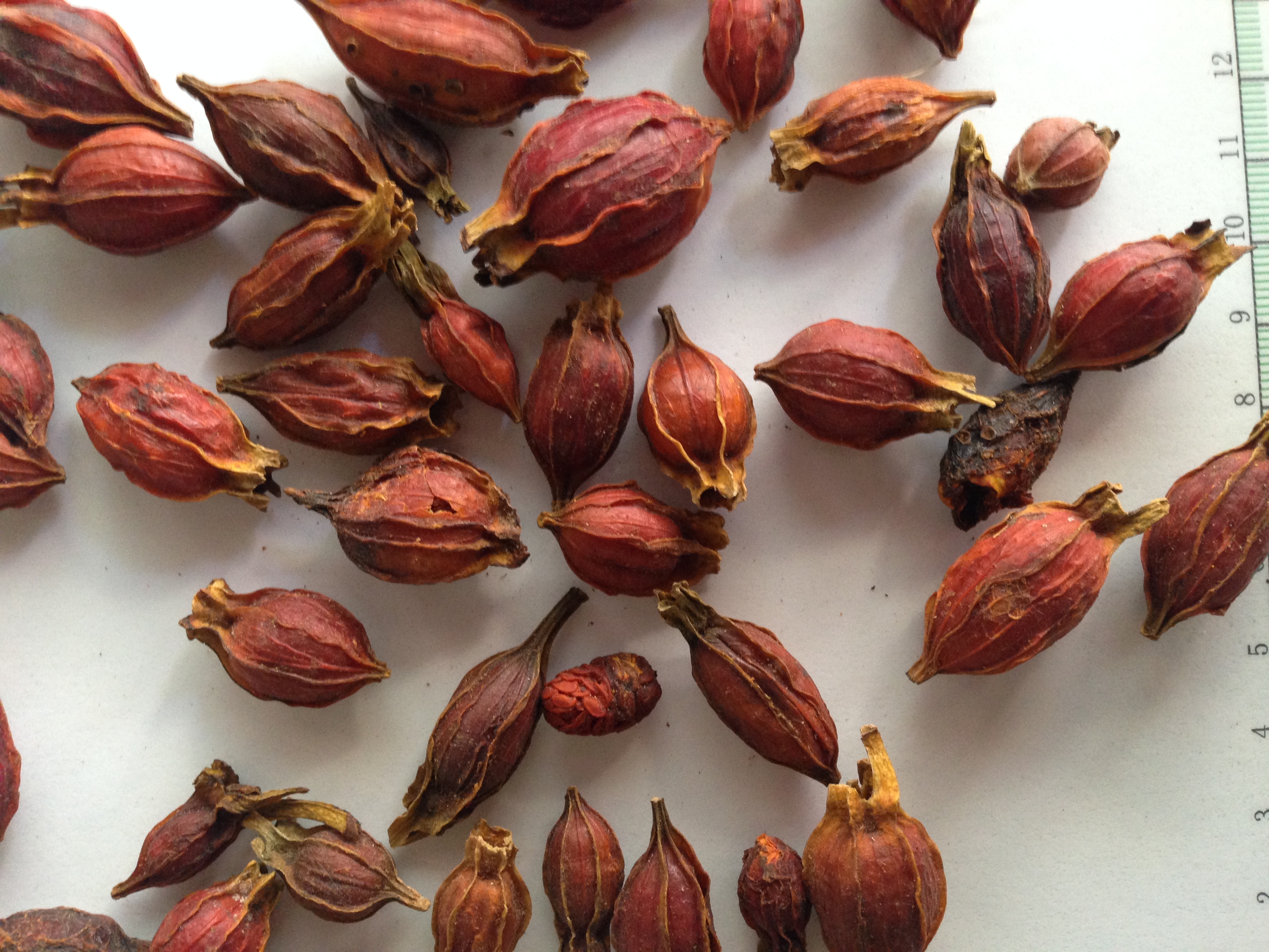  p data-id="go0npyu7o3">山栀子,为 a targe