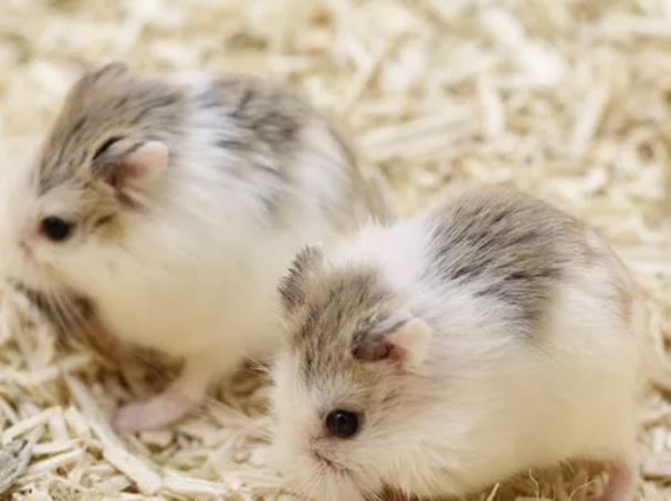 罗伯罗夫斯基仓鼠原来如此的可爱 百科ta说