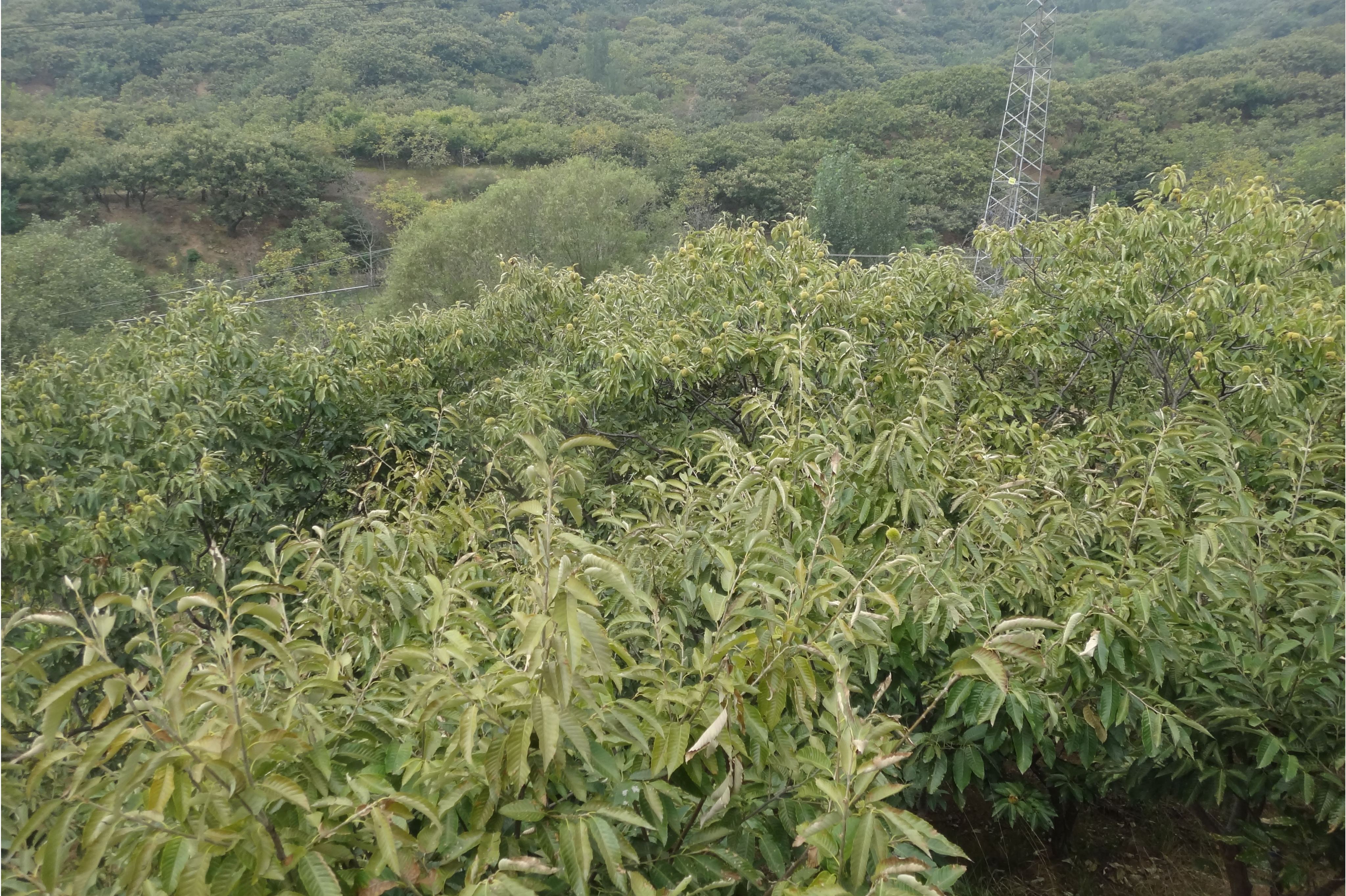 魏进河林场国家板栗良种基地