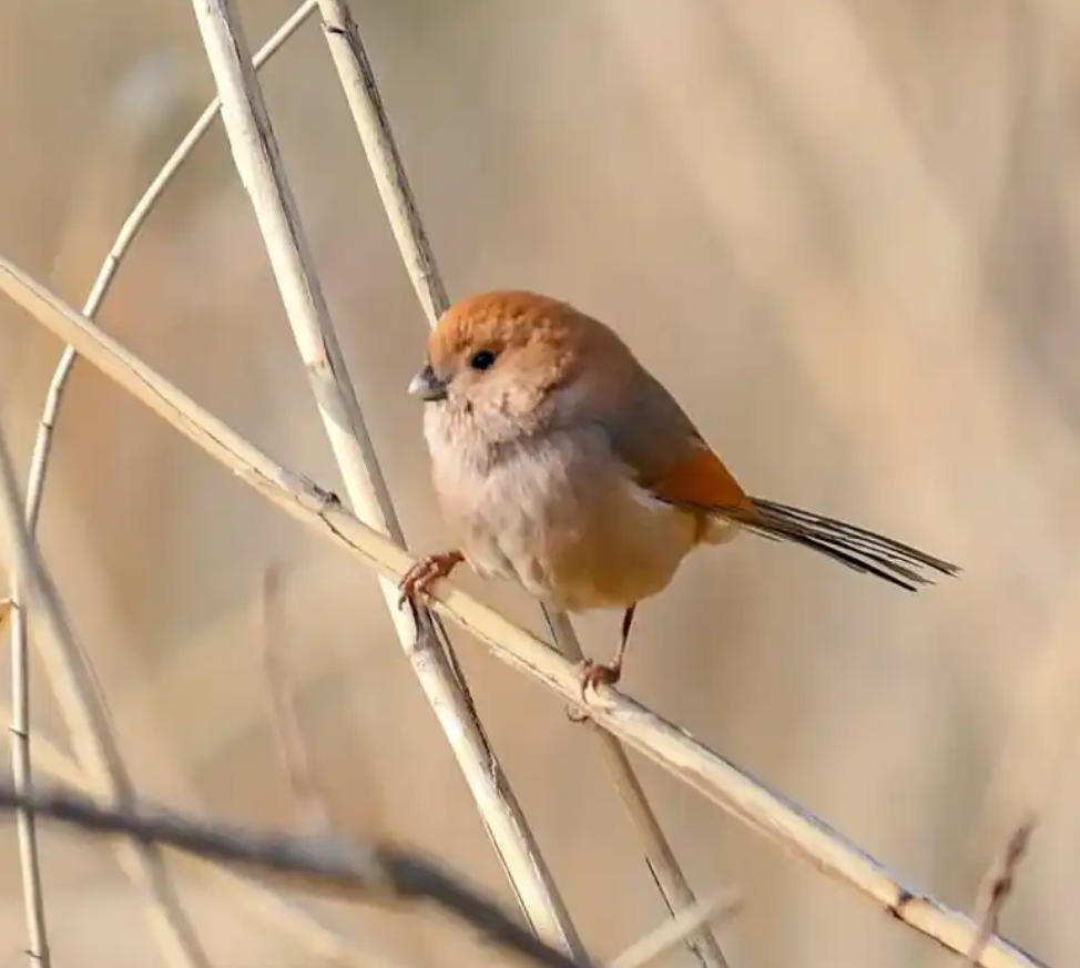 棕头鸦雀是雀形目莺鹛科棕头鸦雀属鸟类