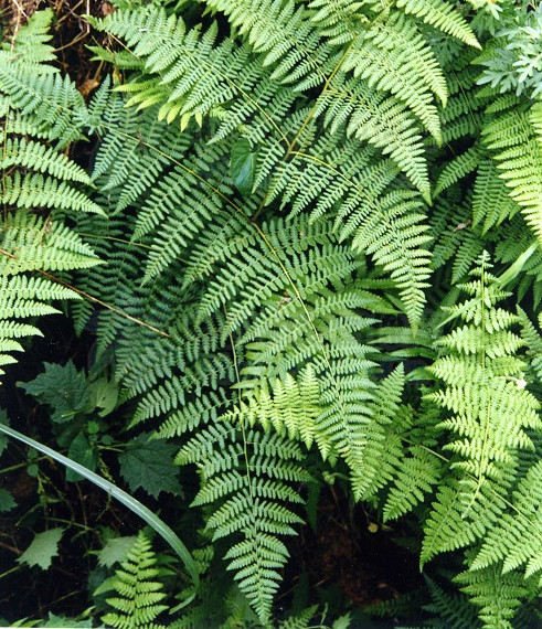  p>姬蕨属(学名:hypolepis bernh)是姬蕨科下一个属,该属植物约有50种