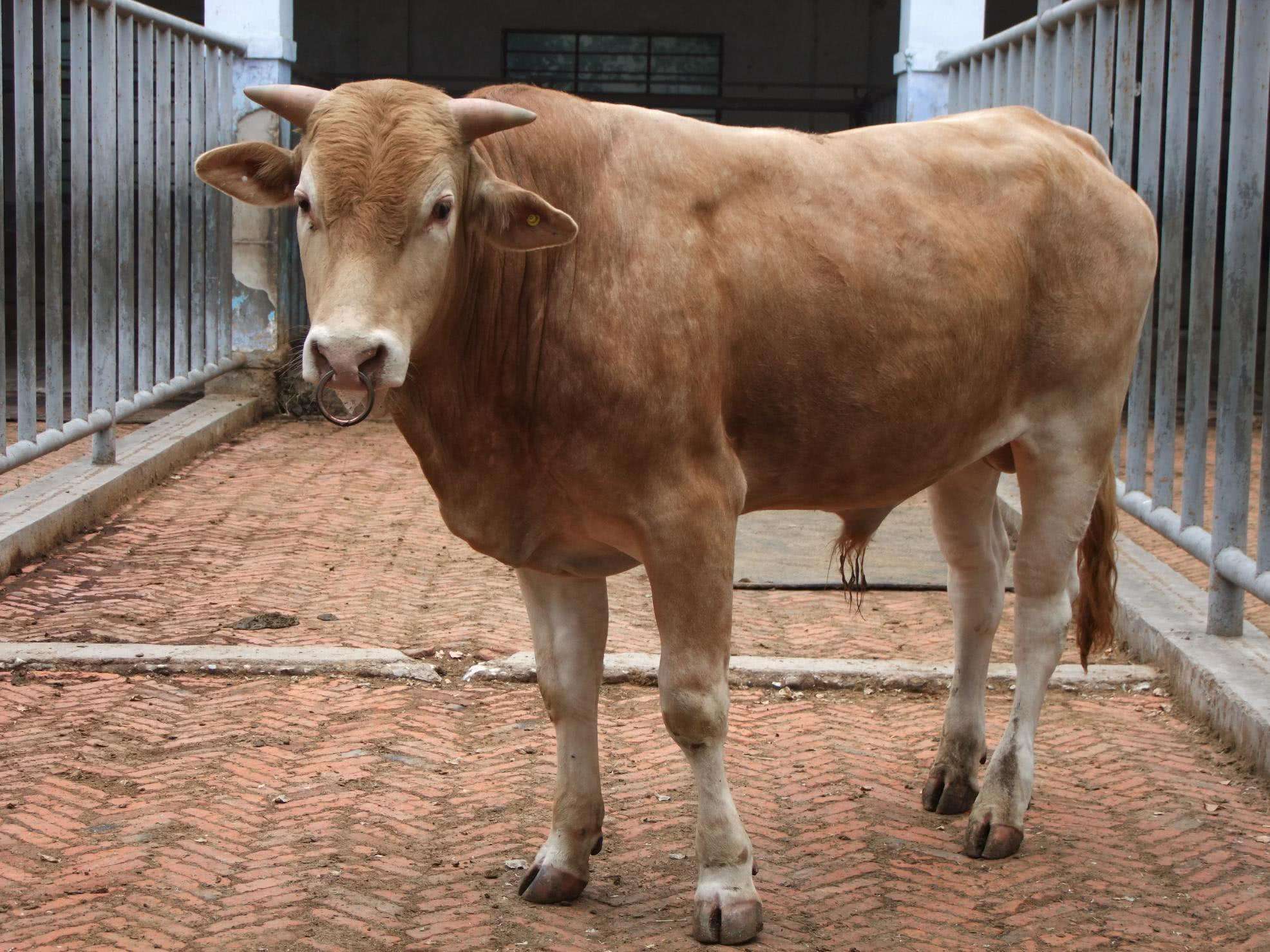 放养的牛生长周期较为长,可是可以省下许多精饲料项目投资,并且肉质地