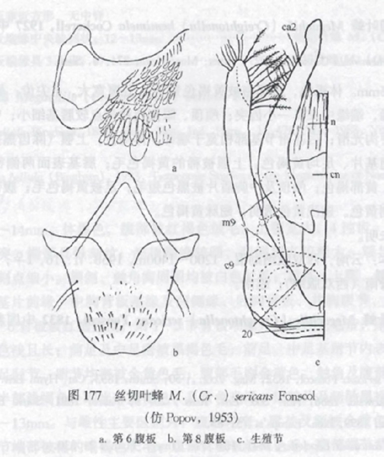 丝切叶蜂