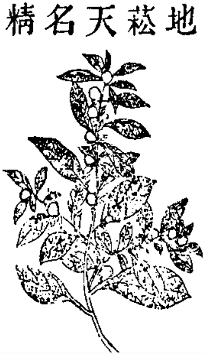 天名精（中药）_百度百科