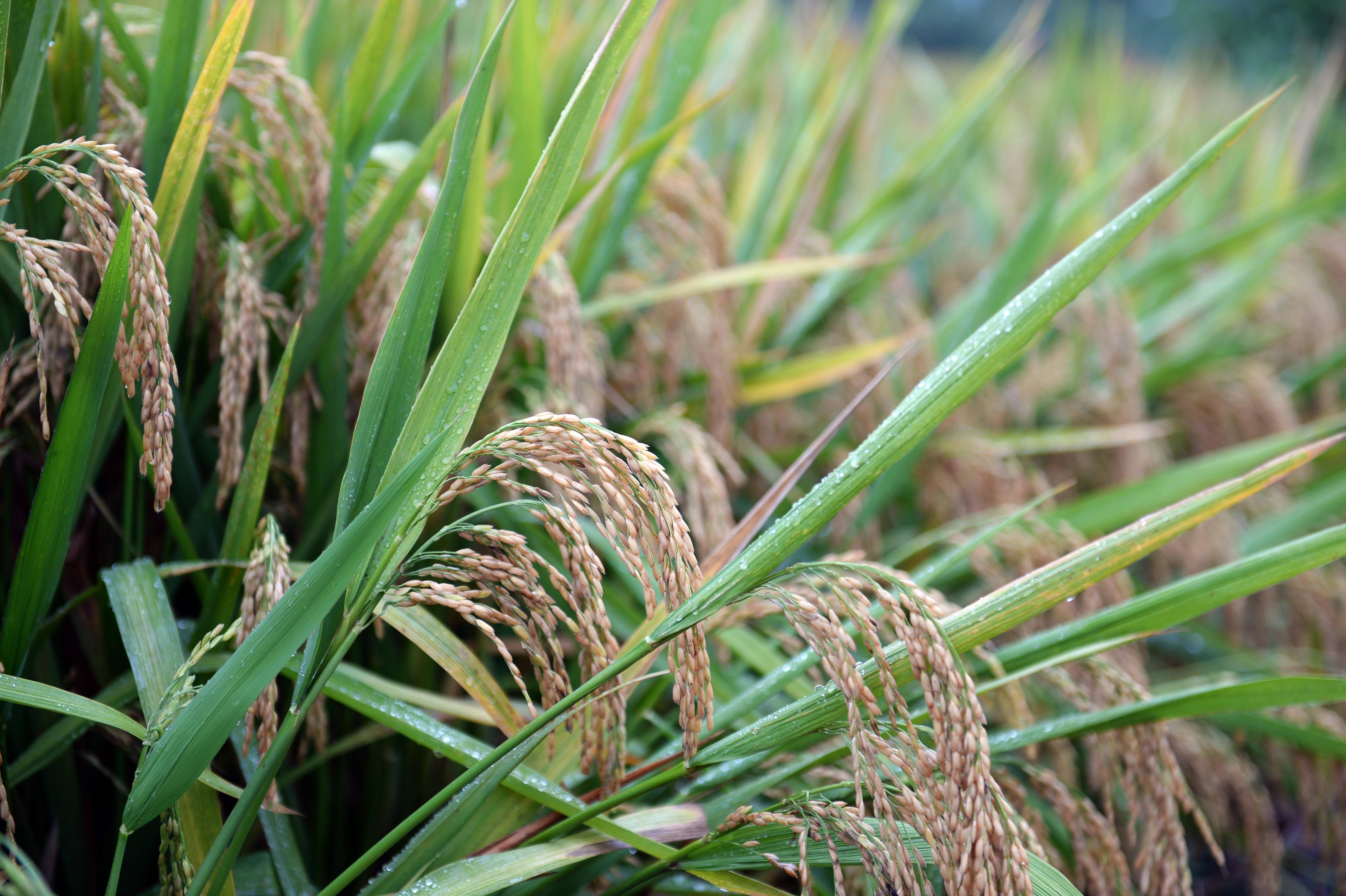  p data-id="gn0aw3zllh">上黑糯92是一个水稻品种,株高95cm左右,穗长