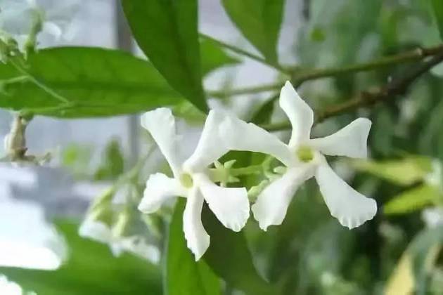 金丝茉莉