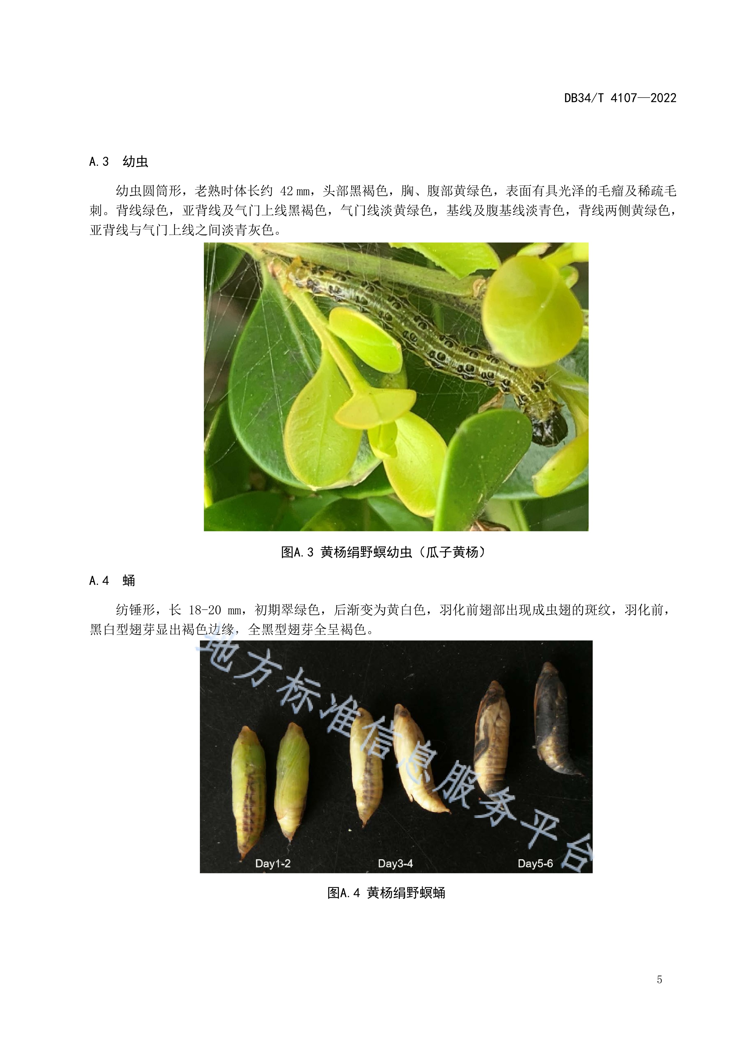 黄杨绢野螟监测及防治技术规程