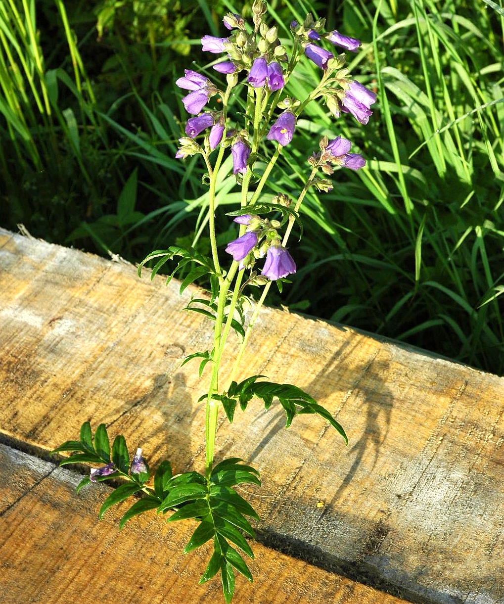 busch)是 a target="_blank" href="/item/花荵科/8600017" data