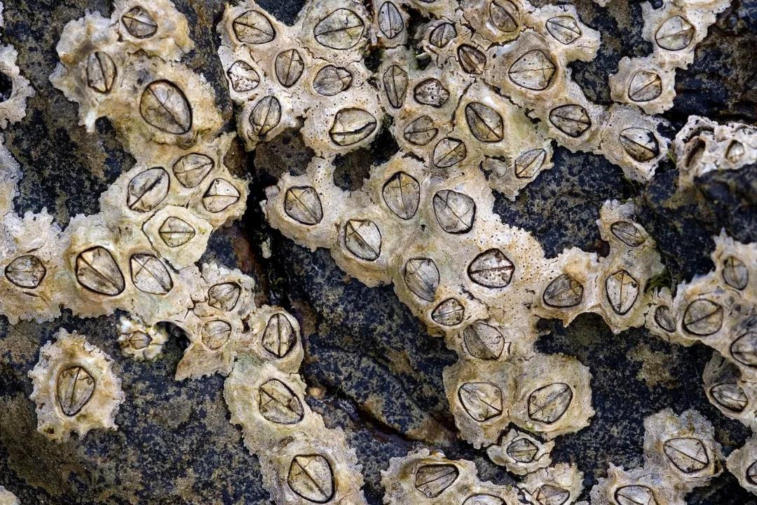 舌尖上的独特海洋美食记忆——藤壶_百科TA说