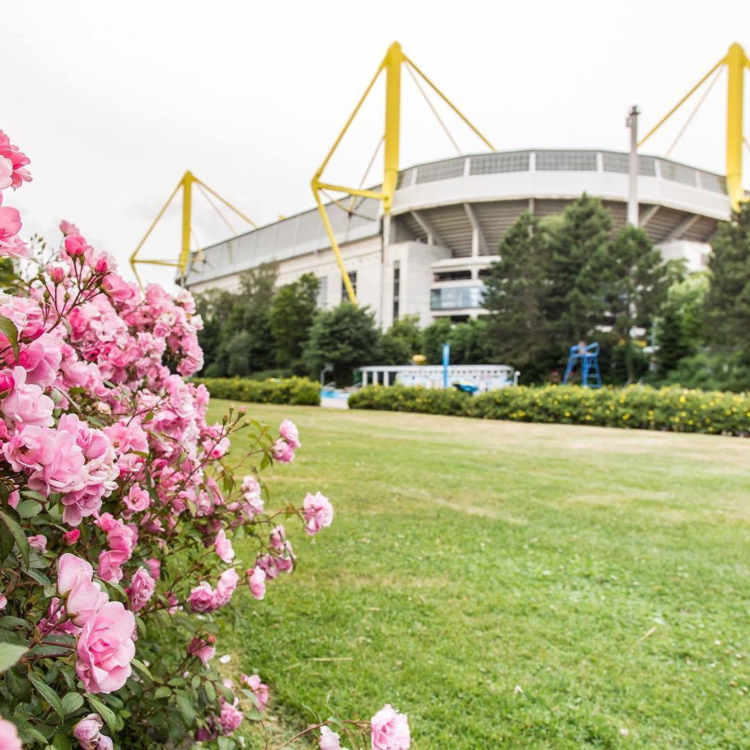 西格纳·伊杜纳公园球场